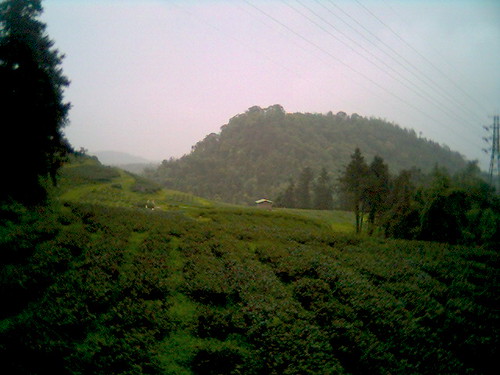 茶園景觀